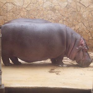 Hippopotamus