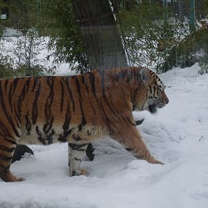 The big amur tiger outdoor exhibit
