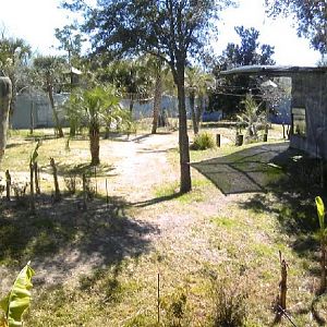One of the gorillas exhibit