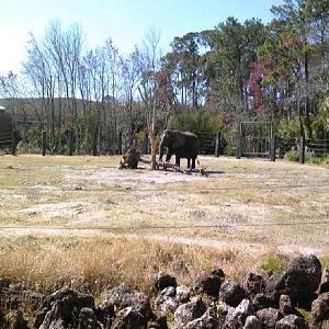 Elephant exhibit