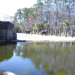 African Elephant pool