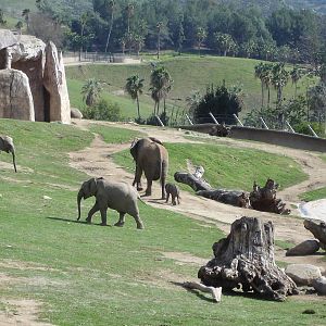 African Elephants - baby born Feb 14