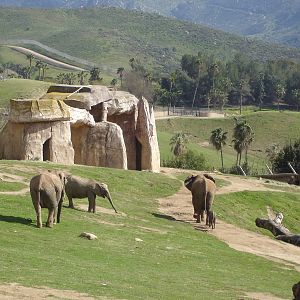 African Elephants - baby born Feb 14