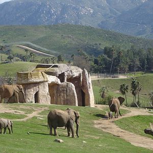 African Elephants - baby born Feb 14