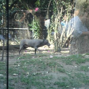 Xoloitzcuintli