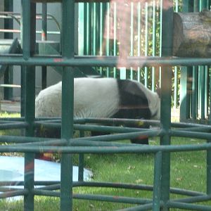 Giant Panda