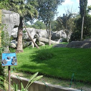 Lowland Gorilla enclosure