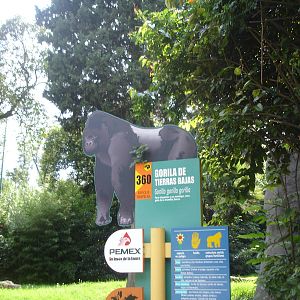 Lowland Gorilla enclosure