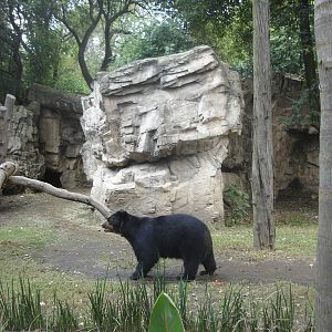 Spectacled Bear
