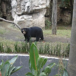 Spectacled Bear