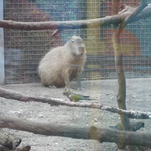 Capybara