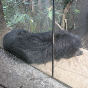 Binturong