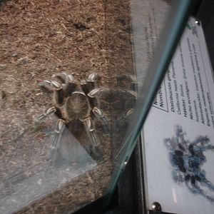 Striped Tarantula