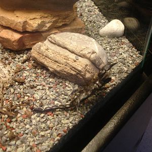 African Emperor Scorpion