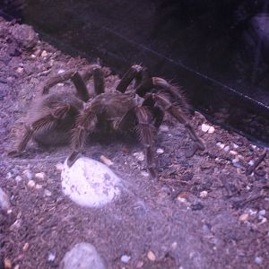Black Tarantula