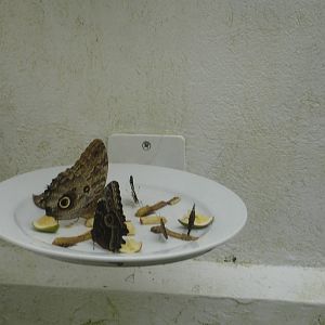 Butterflies/Moths