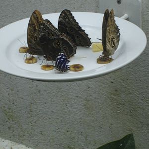 Butterflies/Moths