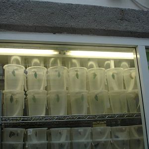 Butterfly Chrysalides