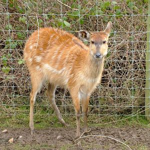 Western Sitatunga at Birmingham Nature Centre 28/02/10