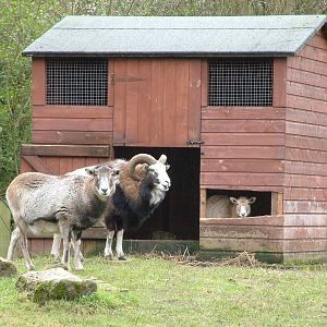 Mouflon at Birmingham Nature Centre 28/02/10