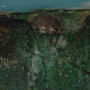 African Dormouse at Birmingham Nature Centre 28/02/10