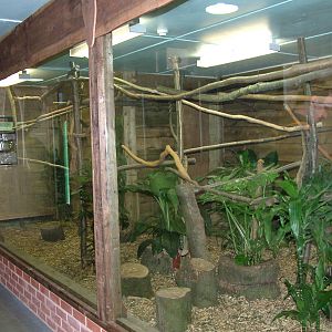 Tamarin exhibit at Birmingham Nature Centre 28/02/10