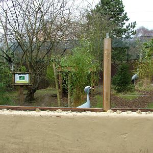 Blue Crane exhibit at Birmingham Nature Centre 28/02/10