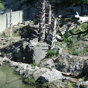 Tiergarten Hellbrunn - Brown Bear exhibit