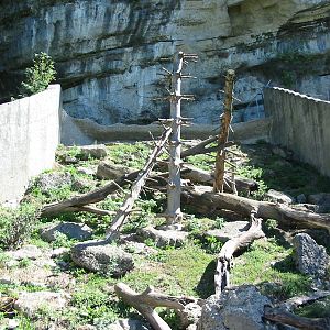 Tiergarten Hellbrunn - Wolverine exhibit