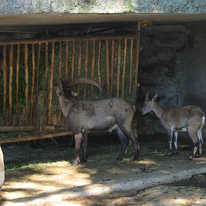 Tiergarten Hellbrunn - Alpine Ibex