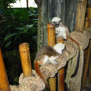 Tiergarten Hellbrunn - Cotton-top Tamarins