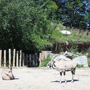 Tiergarten Hellbrunn - Gemsbok