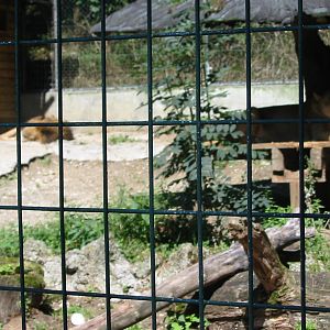 Tiergarten Hellbrunn - Lion enclosure