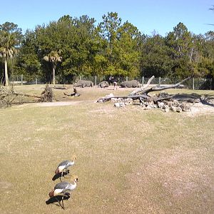 African Field Exhibit