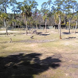African Field exhibit