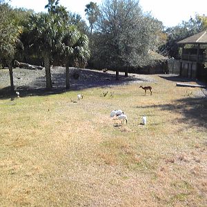 African Field exhibit