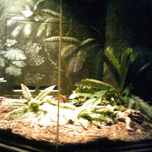 Gabon Viper exhibit