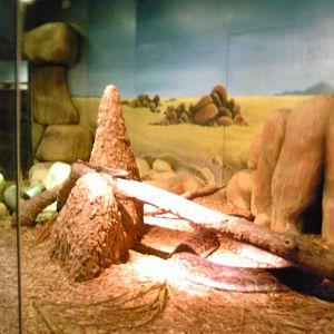 African Rock Python exhibit