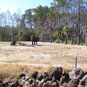 African Elephant exhibit