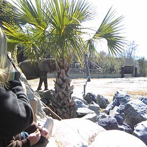 African Elephant exhibit