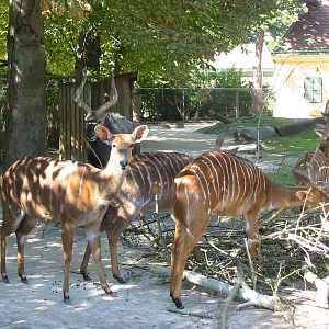 Tiergarten Schönbrunn - Nyala