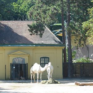 Tiergarten Schönbrunn - Mixed Arabian Camel and Black-backed Jackal exhibit