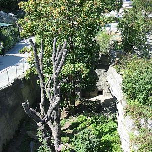 Tiergarten Schönbrunn - Side-view of the Red Panda exhibit