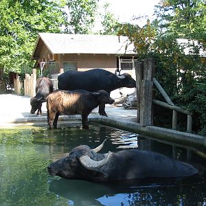 Tiergarten Schönbrunn - Water Buffalo exhibit