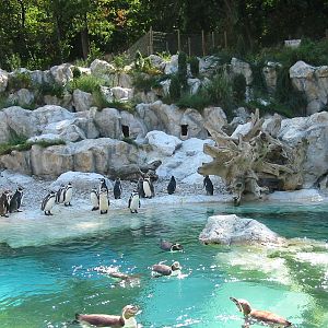 Tiergarten Schönbrunn - Humboldt Penguin exhibit