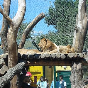 Tiergarten Schönbrunn - African Lions