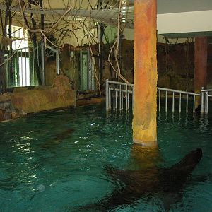 Tiergarten Schönbrunn - South American Sea Lions in the Hippopotamus House