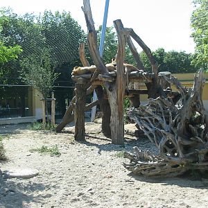 Tiergarten Schönbrunn - African Lion exhibit