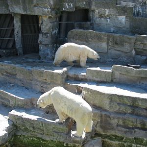 Tiergarten Schönbrunn - Polar Bear exhibit