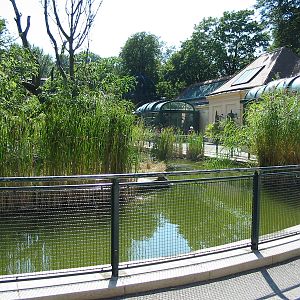 Tiergarten Schönbrunn - Pond in the Tiergarten